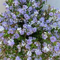 Hebe Bloomin Lilac Mist