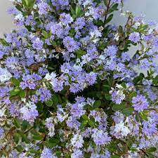 Hebe Bloomin Lilac Mist - Ladybird Nursery