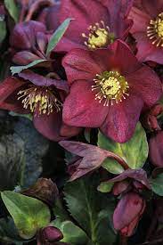Hellebore Ice N Roses Red (Helleborus )