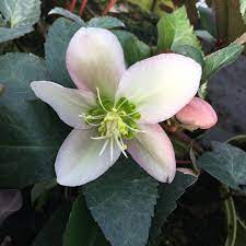 Hellebore Ange lGlow (Helleborus ) - Ladybird Nursery