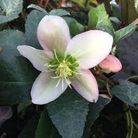 Hellebore Ange lGlow (Helleborus )