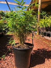 Hedge Bamboo Wang Tsai (Bambusa multiplex) - Ladybird Nursery