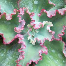 Hens and Chicks Pink (Echeveria Dicks) - Ladybird Nursery