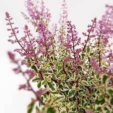 Hemizygia Candy Kisses (Hemizygia )