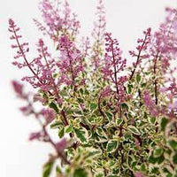 Hemizygia Candy Kisses (Hemizygia ) variegated - Ladybird Nursery