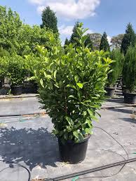 Sweet Viburnum (Viburnum odoratissimum)