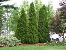 Arborvitae Assorted (Thuja spp.)