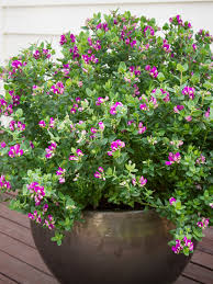 Sweet Pea Shrub 'Little Bibi' (Polygala)
