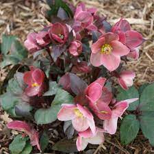 Hellebore Pink Frost (Helleborus ) - Ladybird Nursery