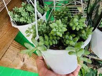 Hens and Chicks Bunyan (Echeveria Paul) - Ladybird Nursery