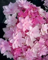 Hydrangea Tea Time™ Pink Sensation Medium Pink