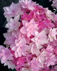 Hydrangea Tea Time™ Pink Sensation Medium Pink - Ladybird Nursery