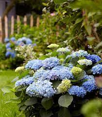 Hydrangea Magical Revolution - Ladybird Nursery