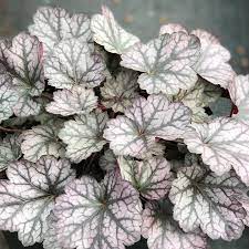 Heuchera Glitter - Ladybird Nursery