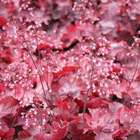 Heuchera Fire Chief