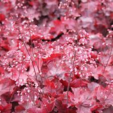 Heuchera Fire Chief - Ladybird Nursery