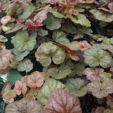 Heuchera Apricot (Heuchera spp.) - Ladybird Nursery