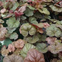 Heuchera Apricot (Heuchera spp.) - Ladybird Nursery
