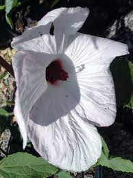 Hibiscus Barambah Creek (Hibiscus sp.)