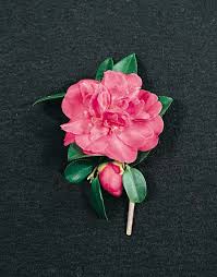 Sasanqua Camellia Rebecca (Camellia sasanqua)