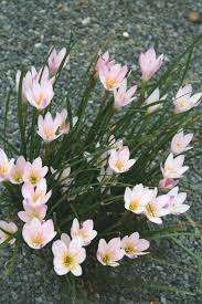 Rain Lily Grandjax (Zephyranthes)