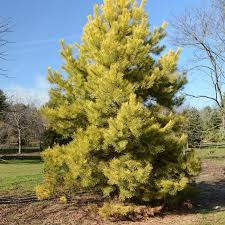 Scots Pine Gold Coin (Pinus sylvestris)