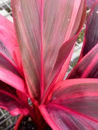 Cordyline Pink Champion (Cordyline fruticosa) - Ladybird Nursery