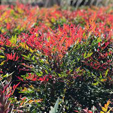 Heavenly Bamboo OBSESSION™ (Nandina domestica) - Ladybird Nursery
