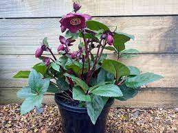 Hellebore Ice N Roses Merlot (Helleborus ) - Ladybird Nursery