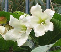 Herald's Trumpet (Beaumontia multiflora)