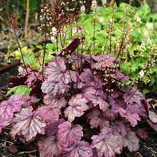 Heuchera 'Sugar Plum' - Ladybird Nursery