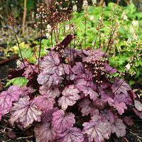 Heuchera 'Sugar Plum' - Ladybird Nursery