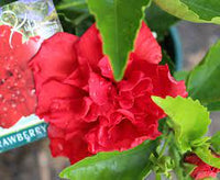 Hibiscus Klahanie Wild Cherry