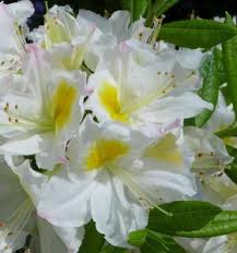 Azalea Mollis Exbury White