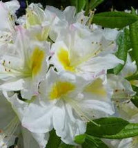 Azalea Mollis Exbury White
