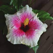 Hibiscus Rio Clara Jam Drop - Ladybird Nursery