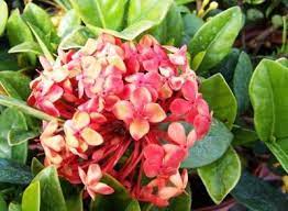 Ixora Kampons Pride - Ladybird Nursery