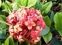 Ixora Kampons Pride