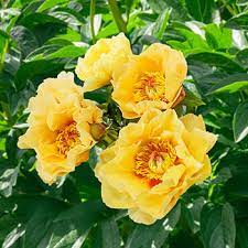 Itoh Peony Garden Treasure (Paeonia) - Ladybird Nursery