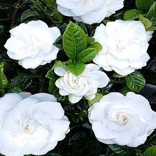 Grevillea Sunkissed Waters Standards