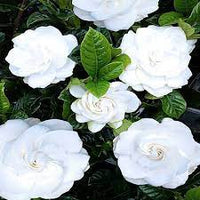 Grevillea Sunkissed Waters Standards