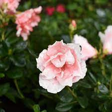 Azalea Troys Triumph