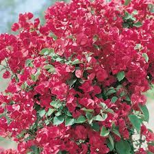 Bougainvillea Mrs H.C. Buck (Bougainvillea glabra) - Ladybird Nursery