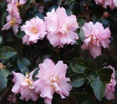Sasanqua Camellia Snow (Camellia sasanqua)