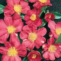 Sasanqua Camellia Paradise Sylvia (Camellia sasanqua) - Ladybird Nursery