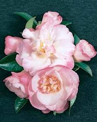 Sasanqua Camellia Paradise Sarah (Camellia sasanqua) - Ladybird Nursery