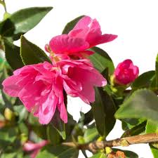 Sasanqua Camellia Paradise Petite Ruby (Camellia sasanqua) - Ladybird Nursery