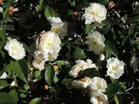 Sasanqua Camellia Fuji-no-mine (Camellia sasanqua)