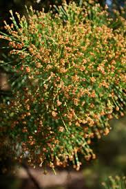 She-oak (Gymnostoma australianum)