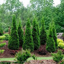 Arborvitae Assorted (Thuja spp.) - Ladybird Nursery